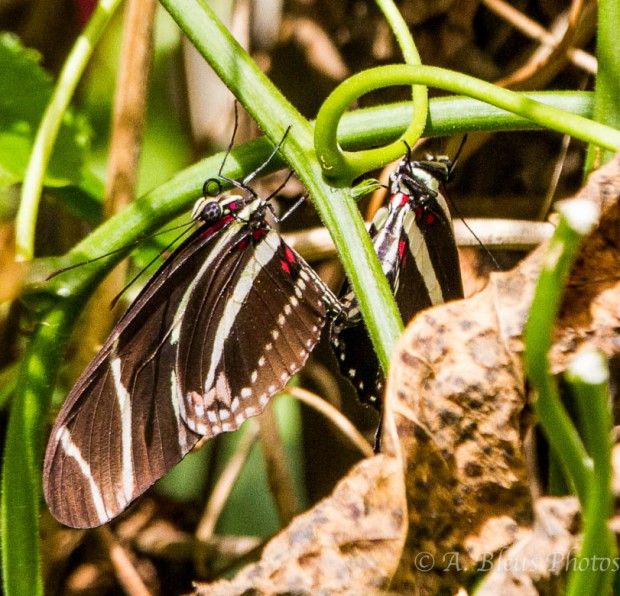Mating of Longwing Zebra Butterfly