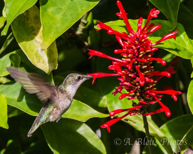 Ruby-Throated Hummingbird _4587