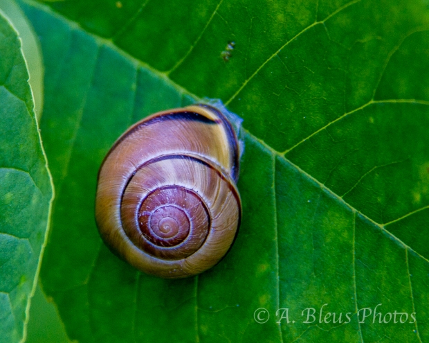 Snail on Leaf_6286, Montreal
