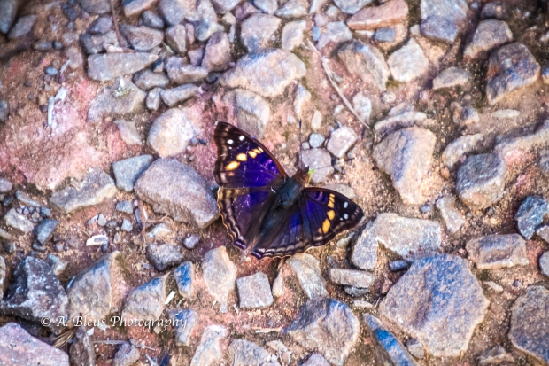Agathina Emperor Butterfly, Iguazy Falls, Agentinian side MG_9891-2