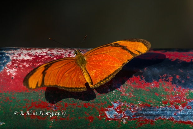 Dryas iulia alcionea Butterfly at Iguazu Falls Brazilian side, MG_9504-1