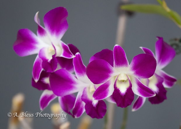 Orchids Flowers,B4610312