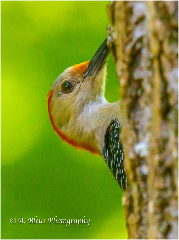 Red-bellied Woodpecker _93E8549